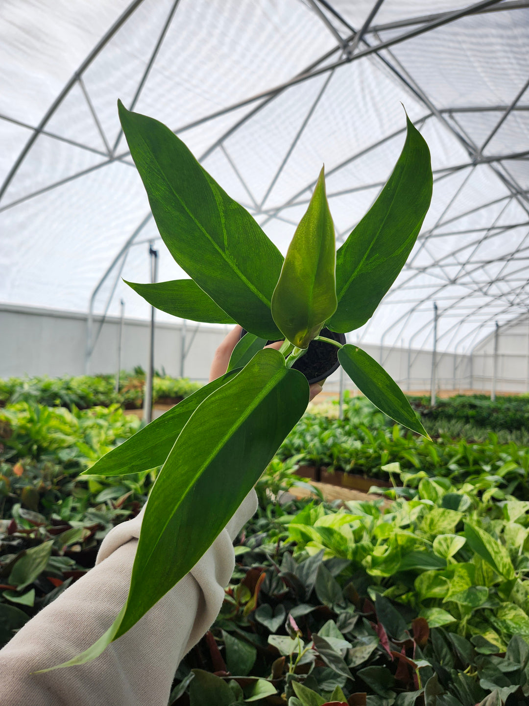 Philodendron Ruizii (4in)- Growers Choice