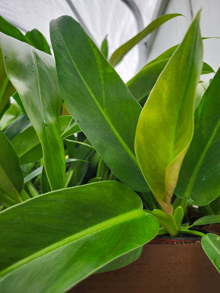 Philodendron Ruizii (4in)- Growers Choice