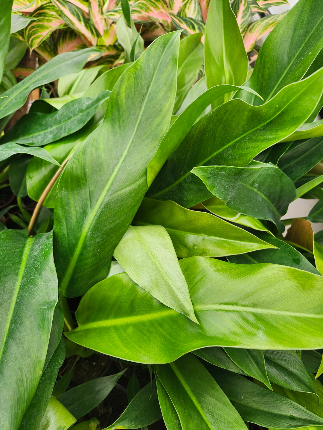 Philodendron Ruizii (4in)- Growers Choice
