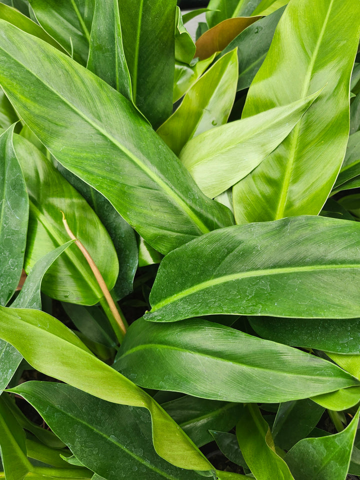 Philodendron Ruizii (4in)- Growers Choice