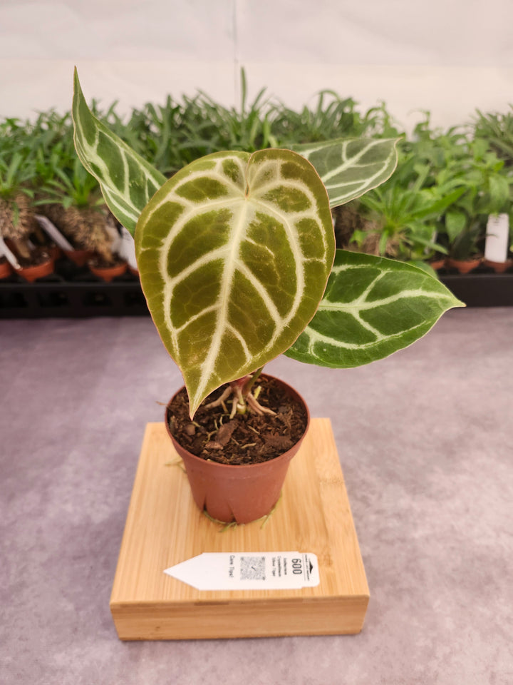 Anthurium Crystallinum Silver Tiger (4in)- 600