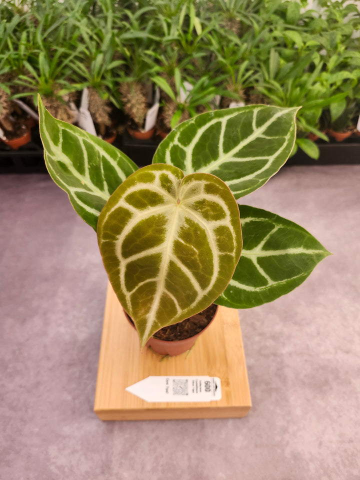 Anthurium Crystallinum Silver Tiger (4in)- 600