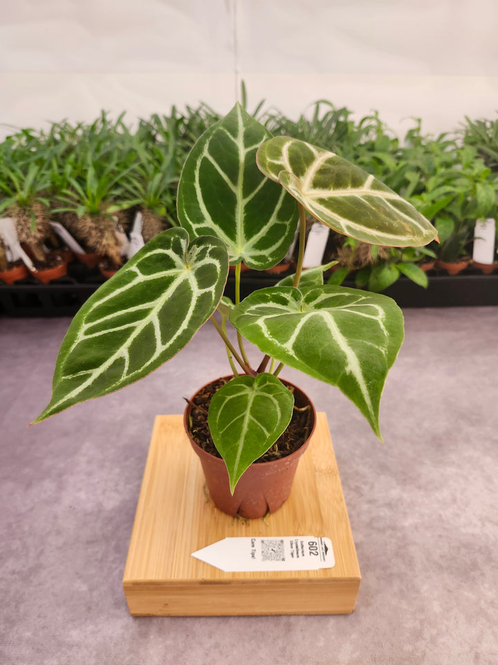 Anthurium Crystallinum Silver Tiger (4in)- 602