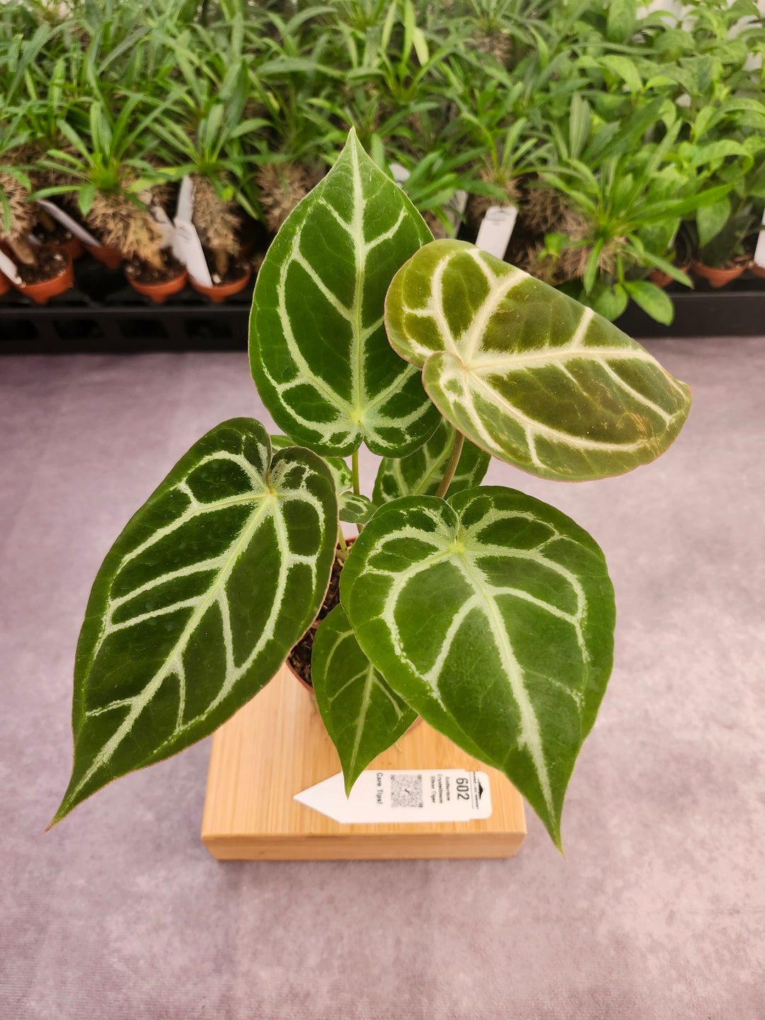 Anthurium Crystallinum Silver Tiger (4in)- 602