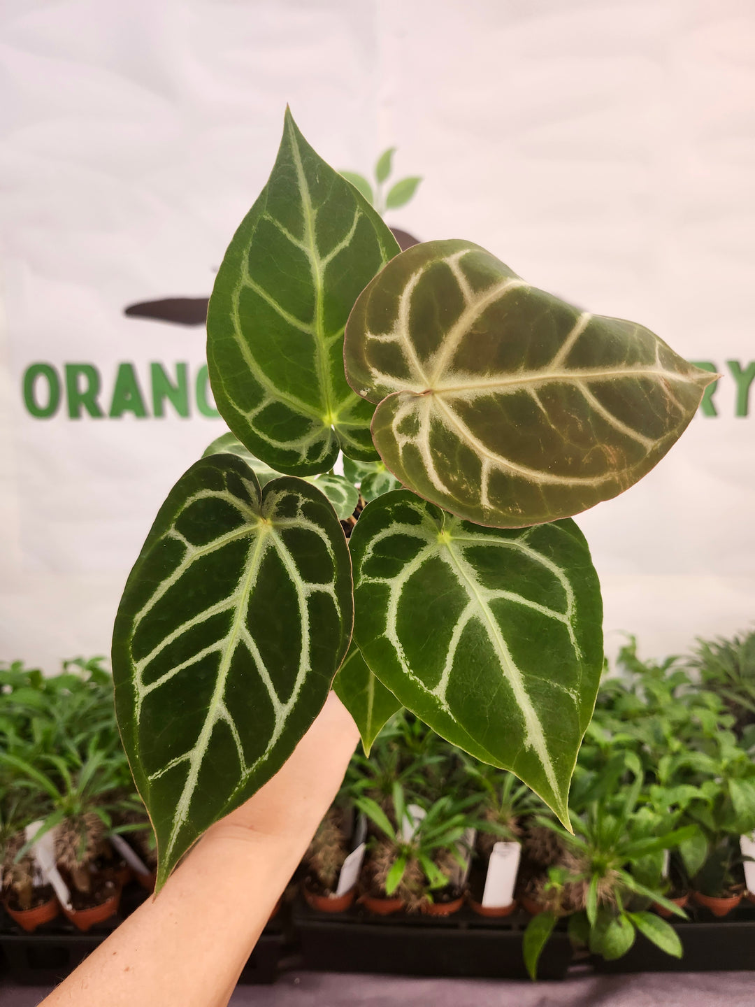 Anthurium Crystallinum Silver Tiger (4in)- 602