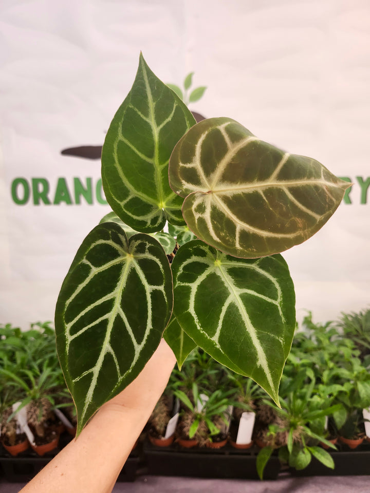Anthurium Crystallinum Silver Tiger (4in)- 602