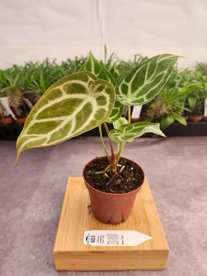 Anthurium Crystallinum Silver Tiger (4in)- 603