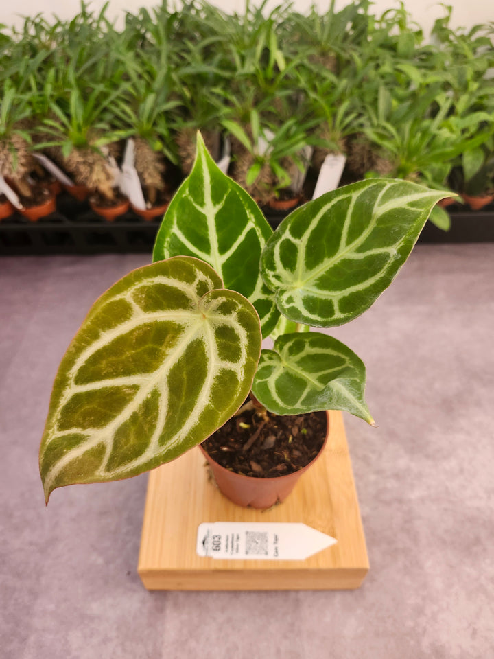 Anthurium Crystallinum Silver Tiger (4in)- 603