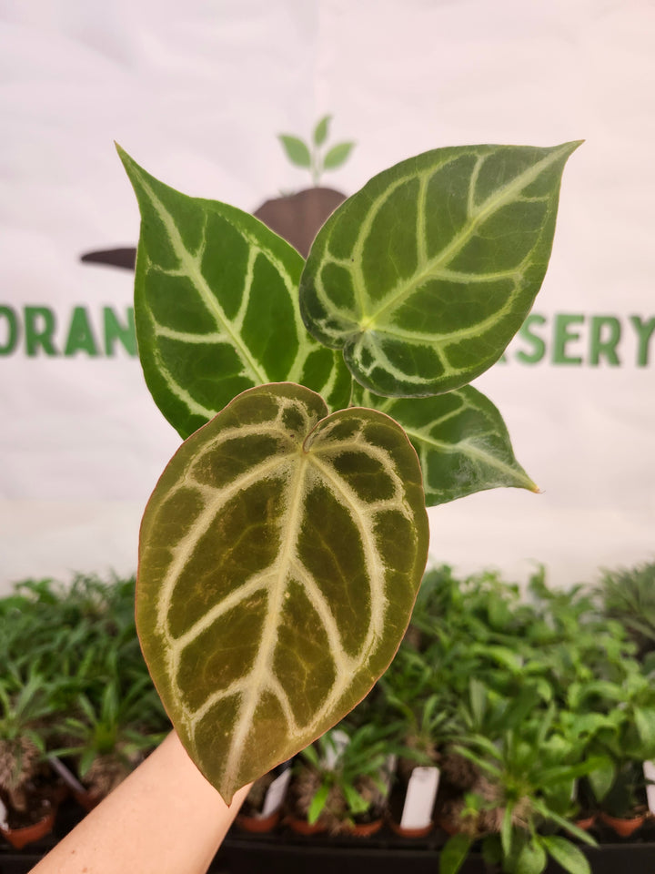Anthurium Crystallinum Silver Tiger (4in)- 603