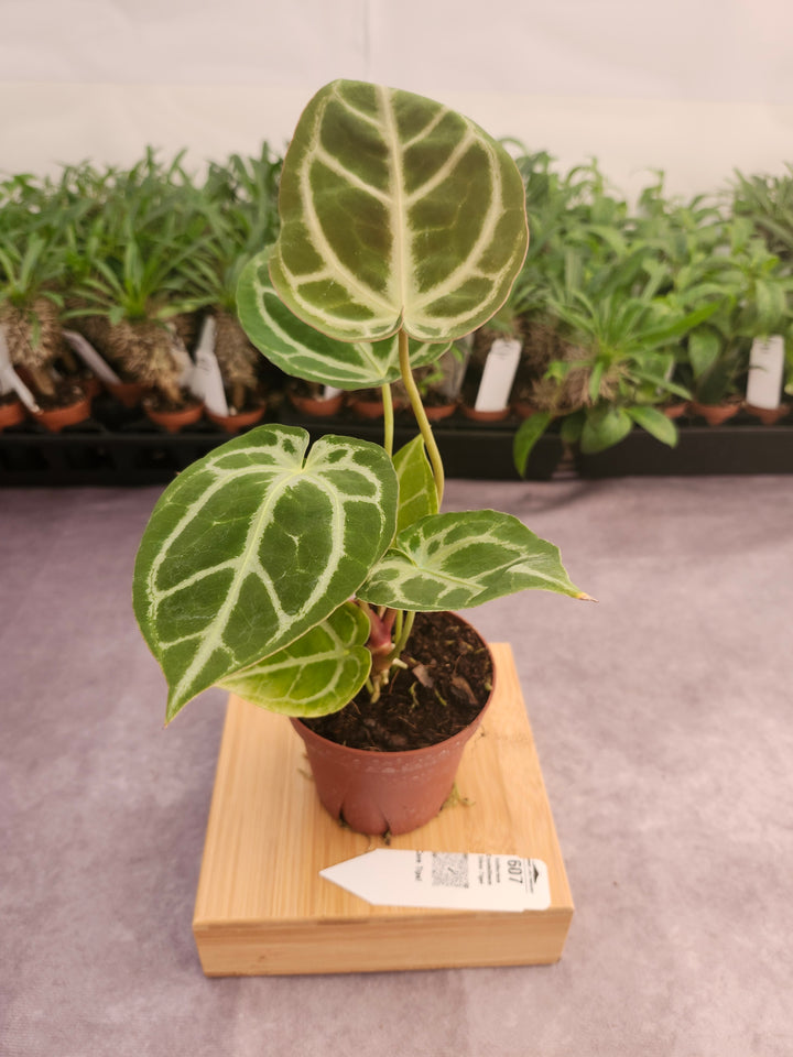 Anthurium Crystallinum Silver Tiger (4in)- 607