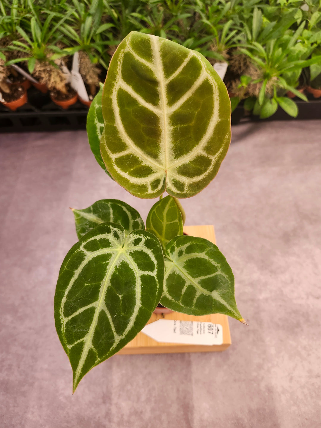 Anthurium Crystallinum Silver Tiger (4in)- 607