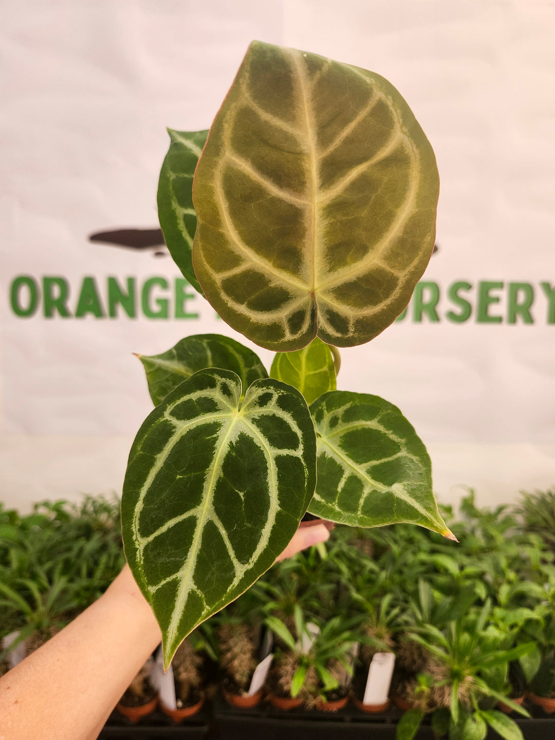 Anthurium Crystallinum Silver Tiger (4in)- 607