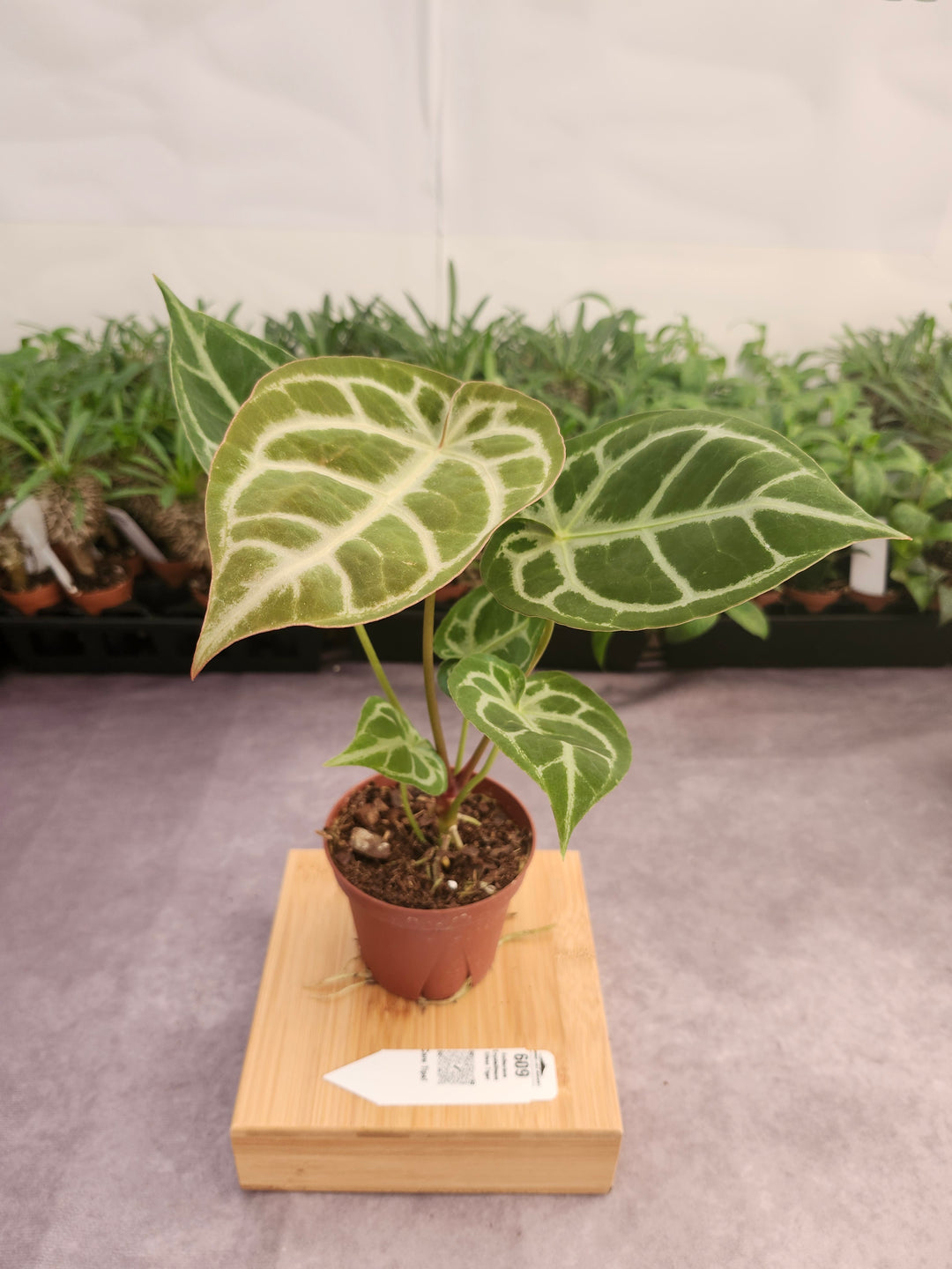 Anthurium Crystallinum Silver Tiger (4in)- 609