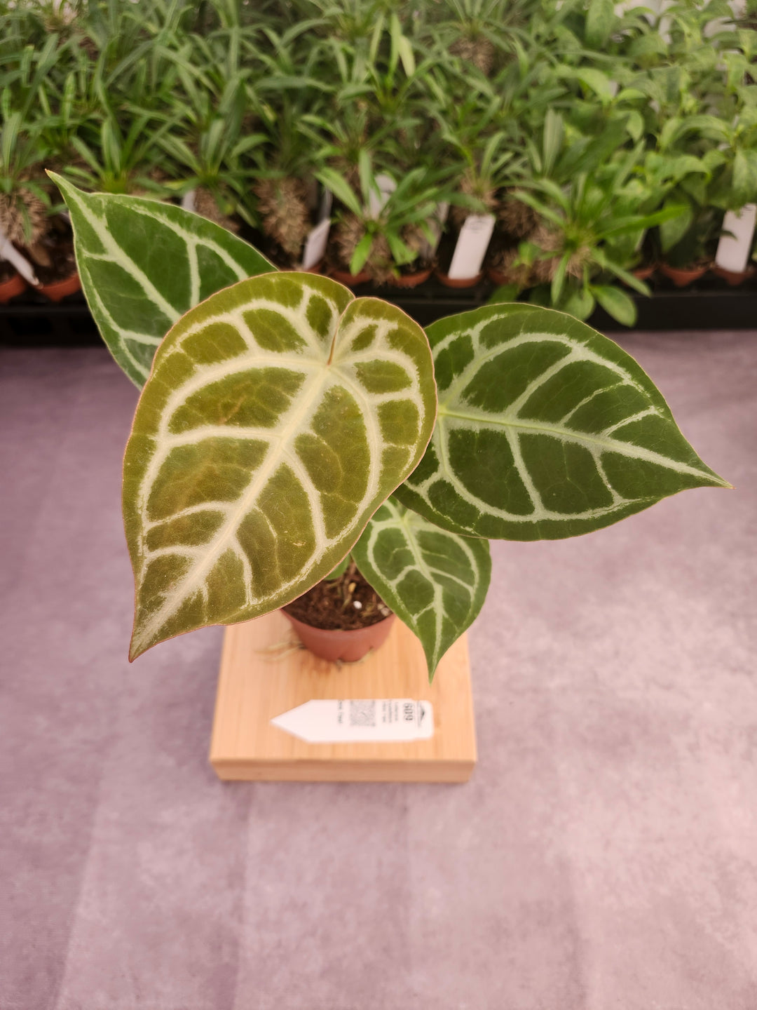 Anthurium Crystallinum Silver Tiger (4in)- 609