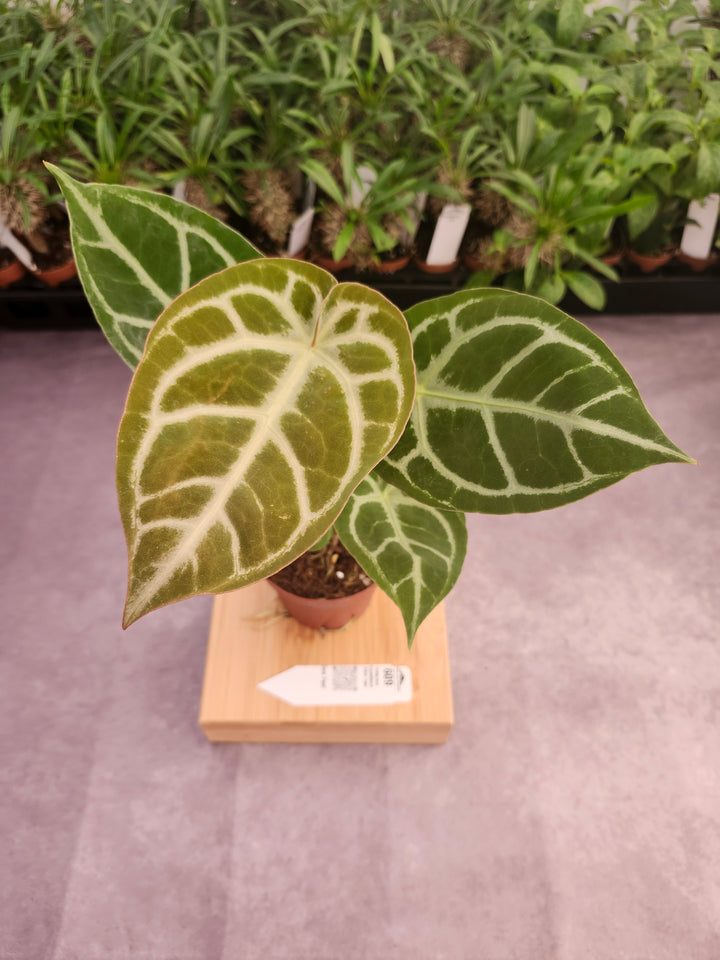 Anthurium Crystallinum Silver Tiger (4in)- 609