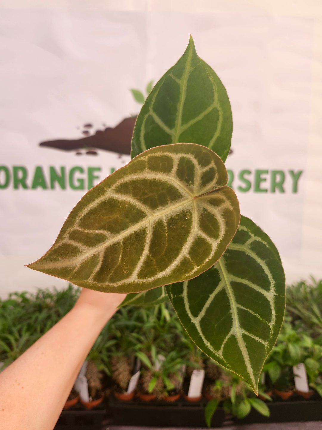 Anthurium Crystallinum Silver Tiger (4in)- 609