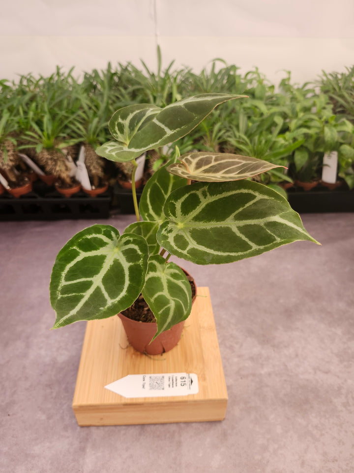 Anthurium Crystallinum Silver Tiger (4in)- 615