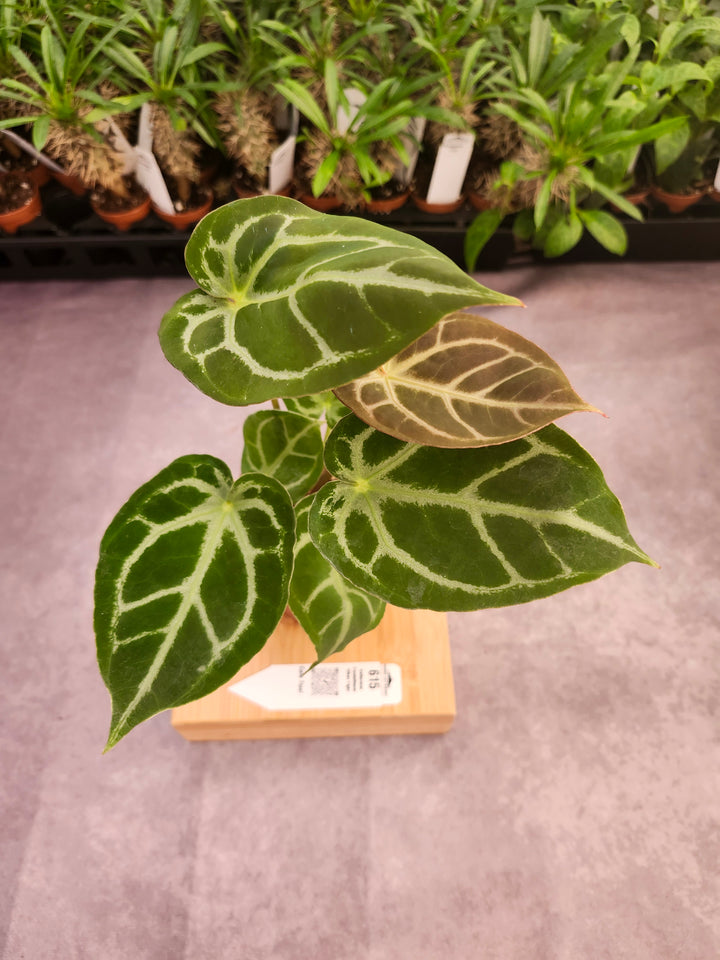 Anthurium Crystallinum Silver Tiger (4in)- 615