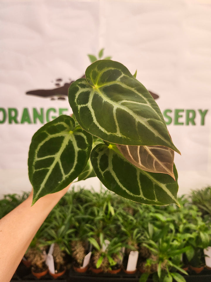 Anthurium Crystallinum Silver Tiger (4in)- 615