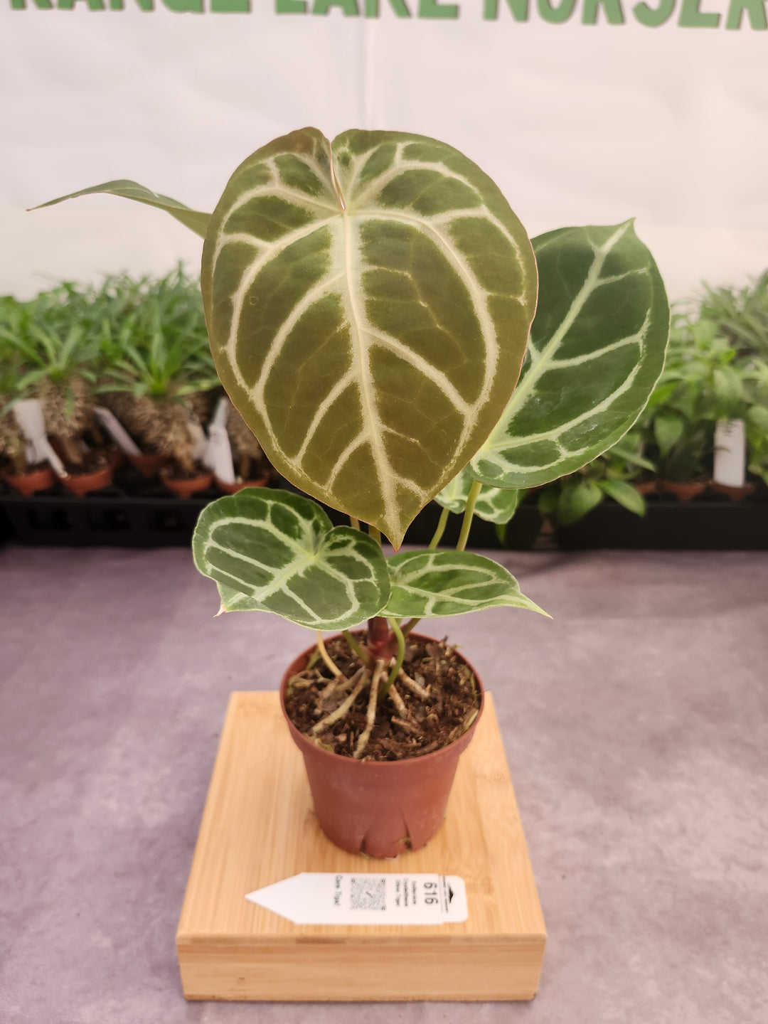 Anthurium Crystallinum Silver Tiger (4in)- 616