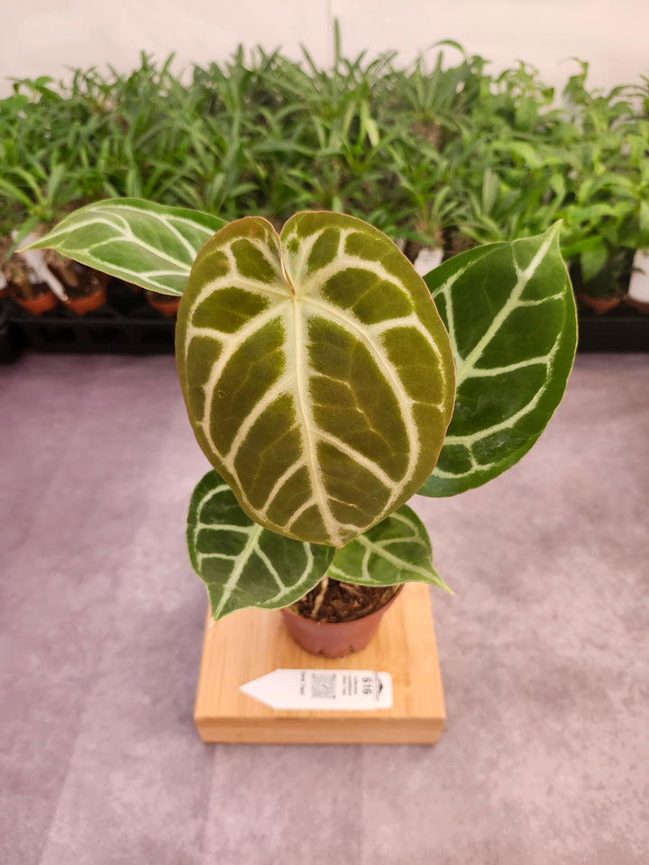 Anthurium Crystallinum Silver Tiger (4in)- 616
