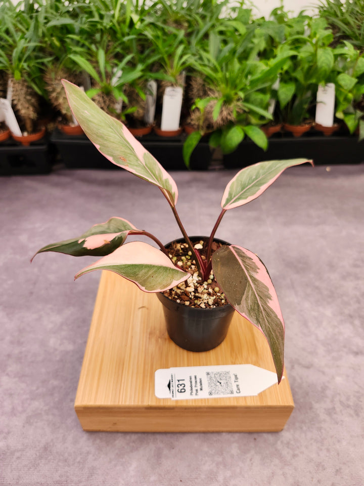 Philodendron Pink Princess Mutation (3in)-631