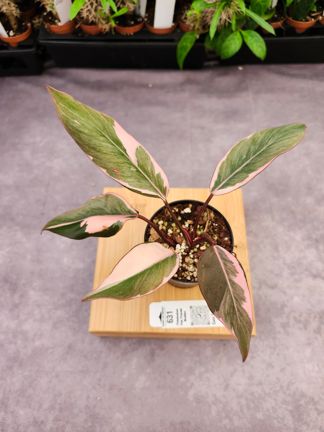 Philodendron Pink Princess Mutation (3in)-631