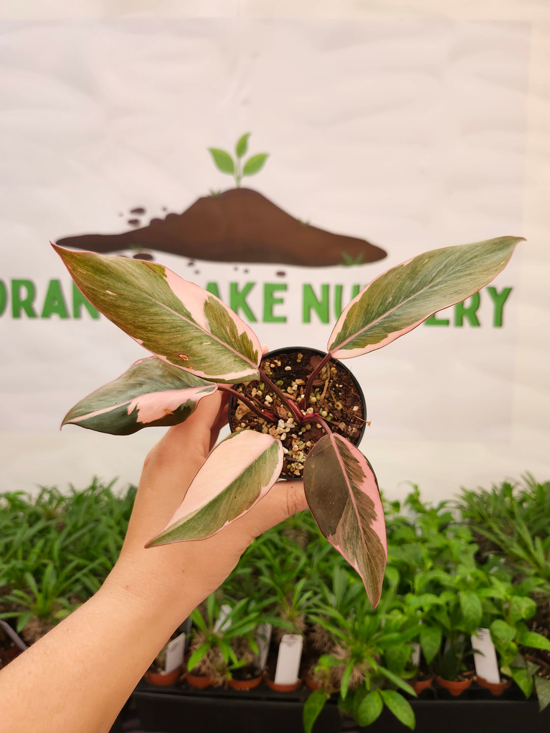 Philodendron Pink Princess Mutation (3in)-631