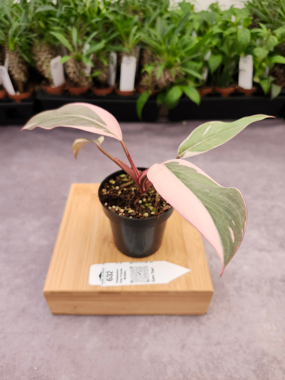 Philodendron Pink Princess Mutation (3in)-632