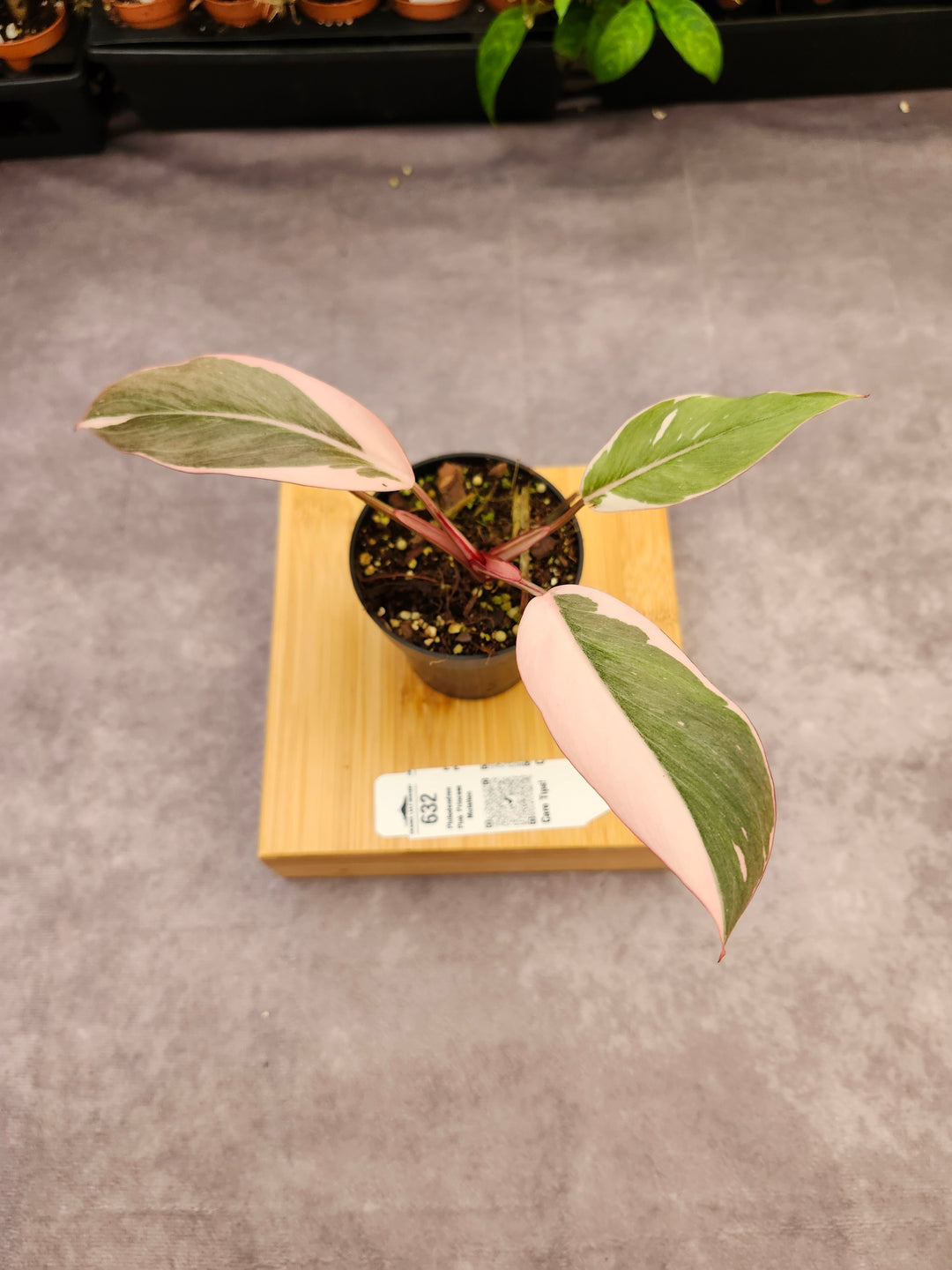 Philodendron Pink Princess Mutation (3in)-632