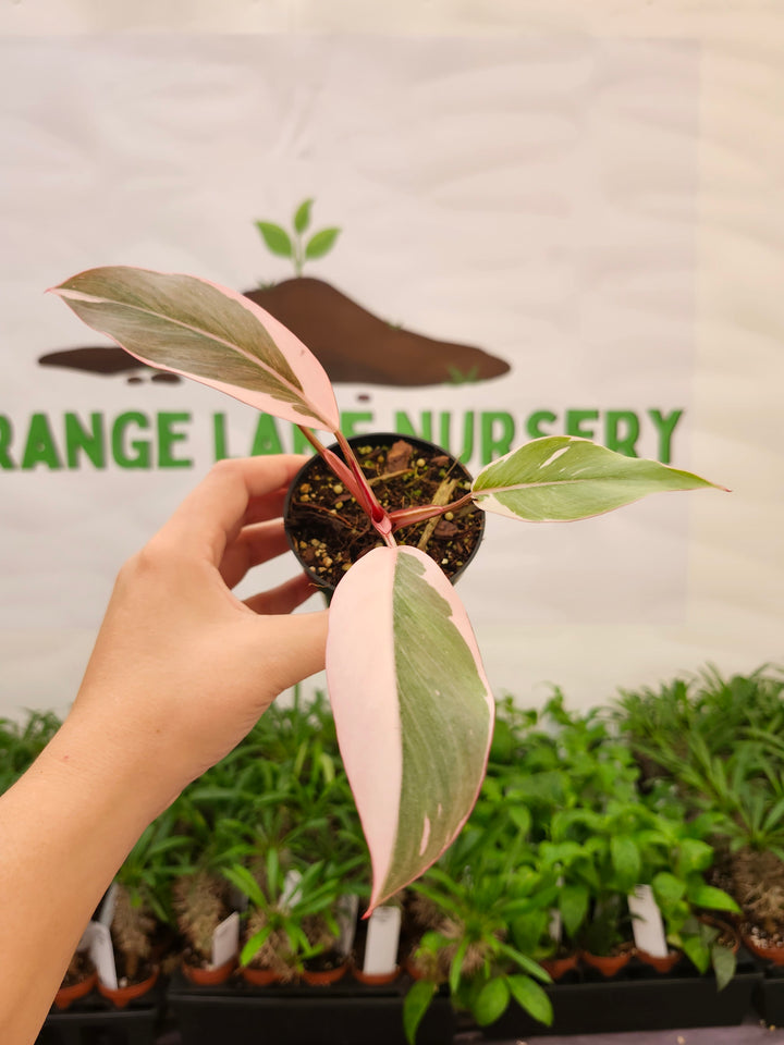 Philodendron Pink Princess Mutation (3in)-632