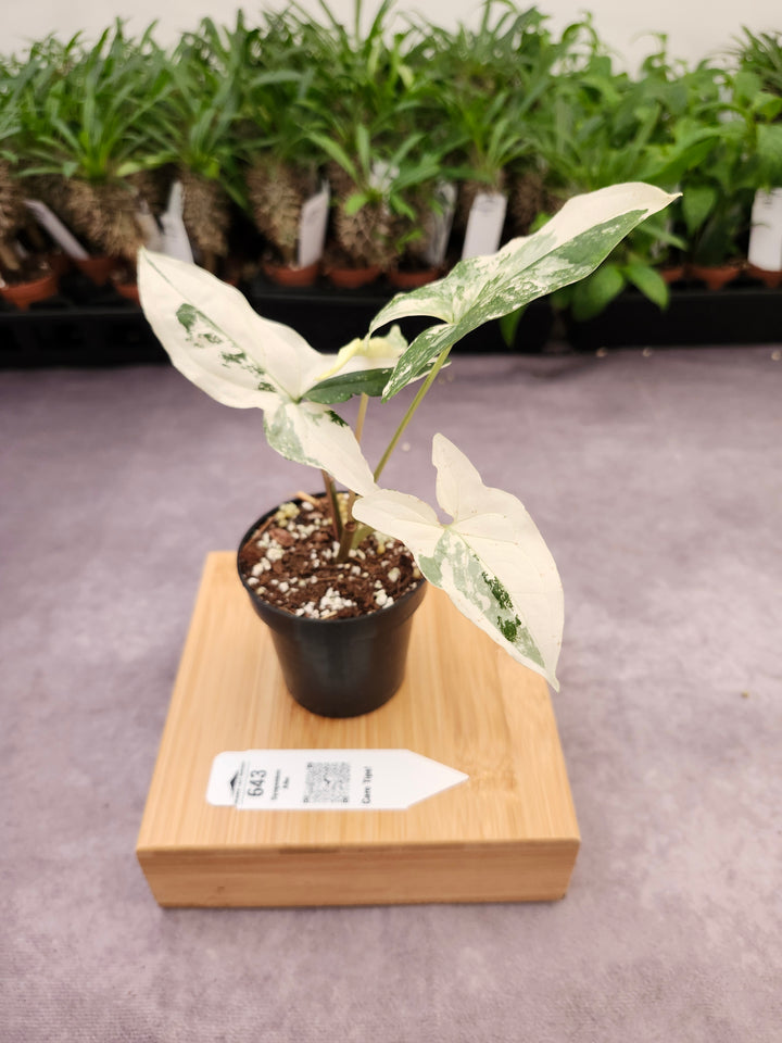 Syngonium Albo (3in)-643
