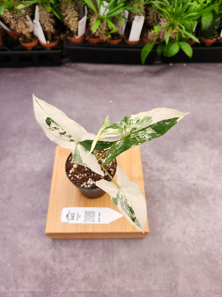 Syngonium Albo (3in)-643