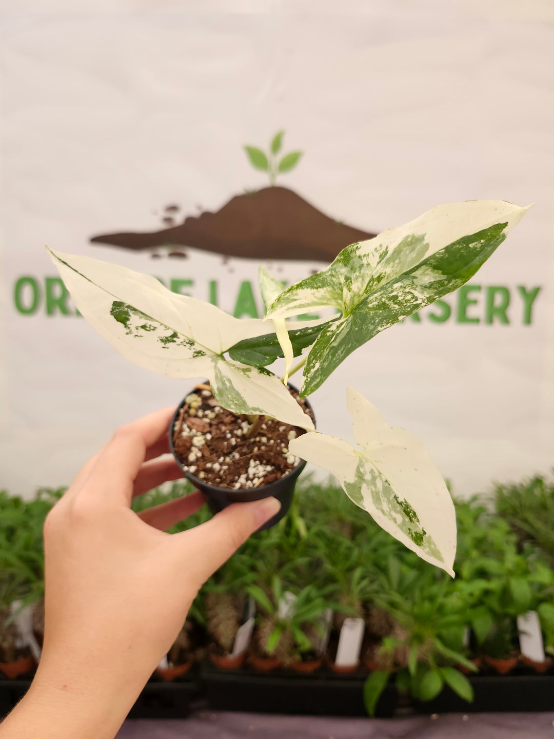 Syngonium Albo (3in)-643