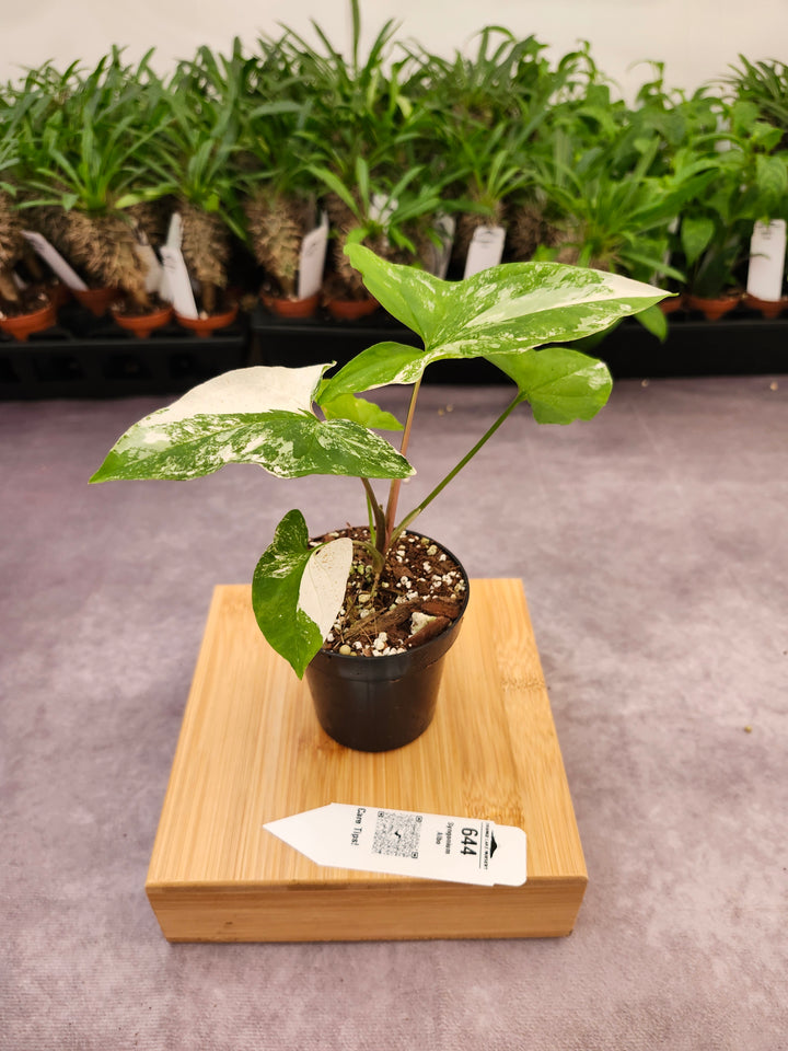 Syngonium Albo (3in)-644