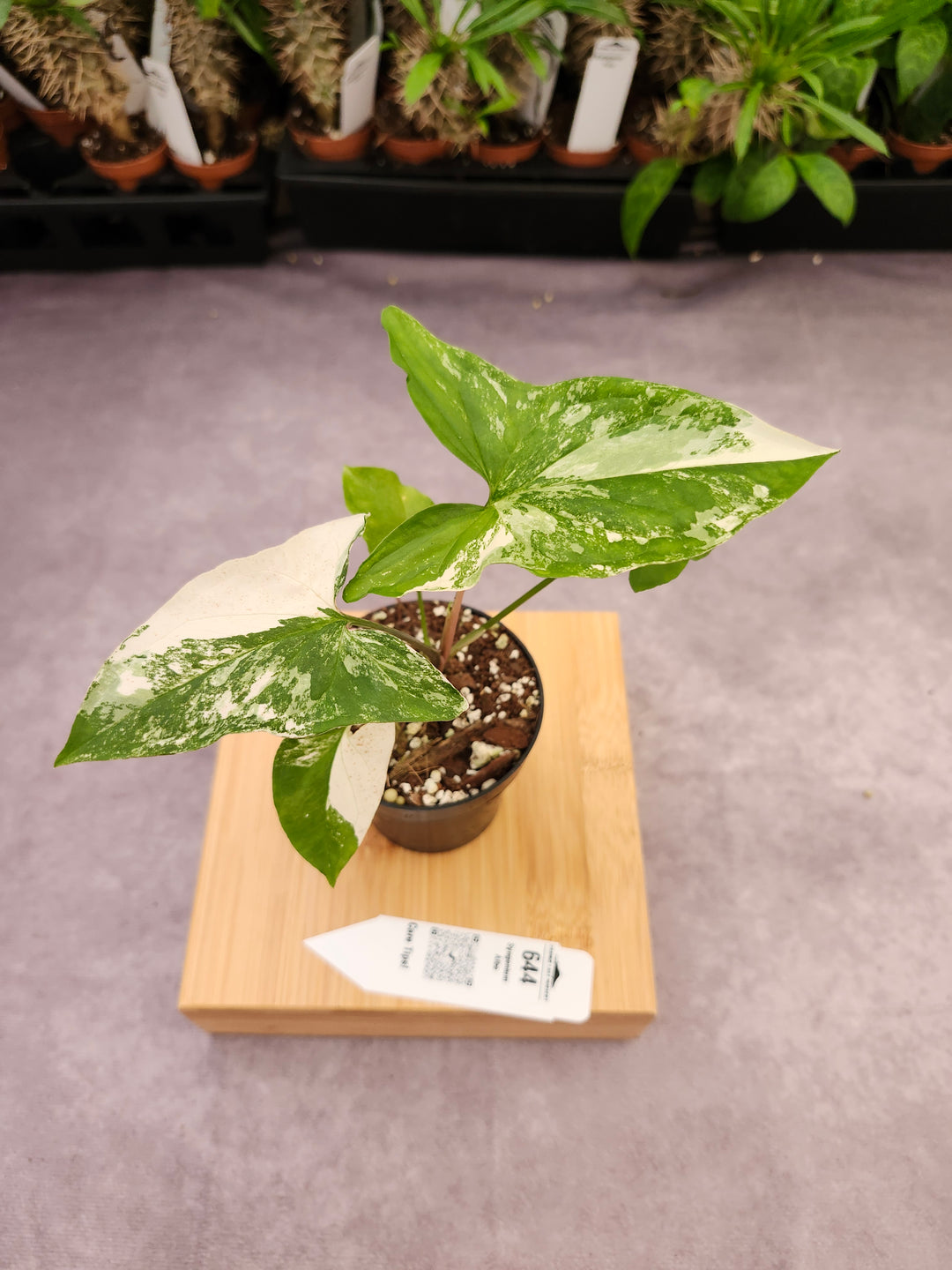 Syngonium Albo (3in)-644
