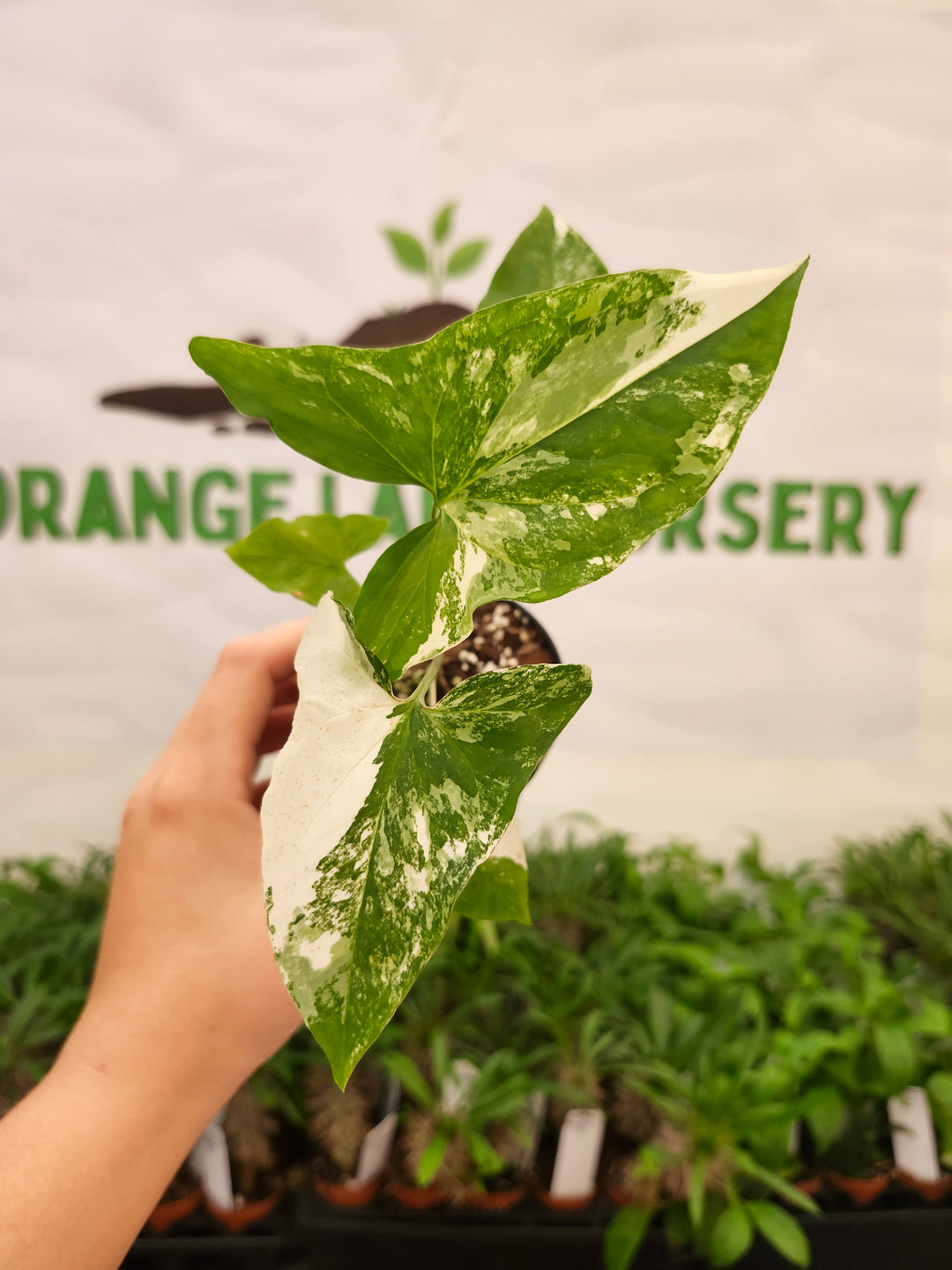 Syngonium Albo (3in)-644