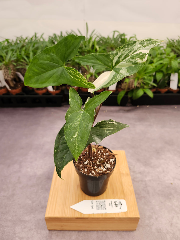 Syngonium Albo (3in)-646