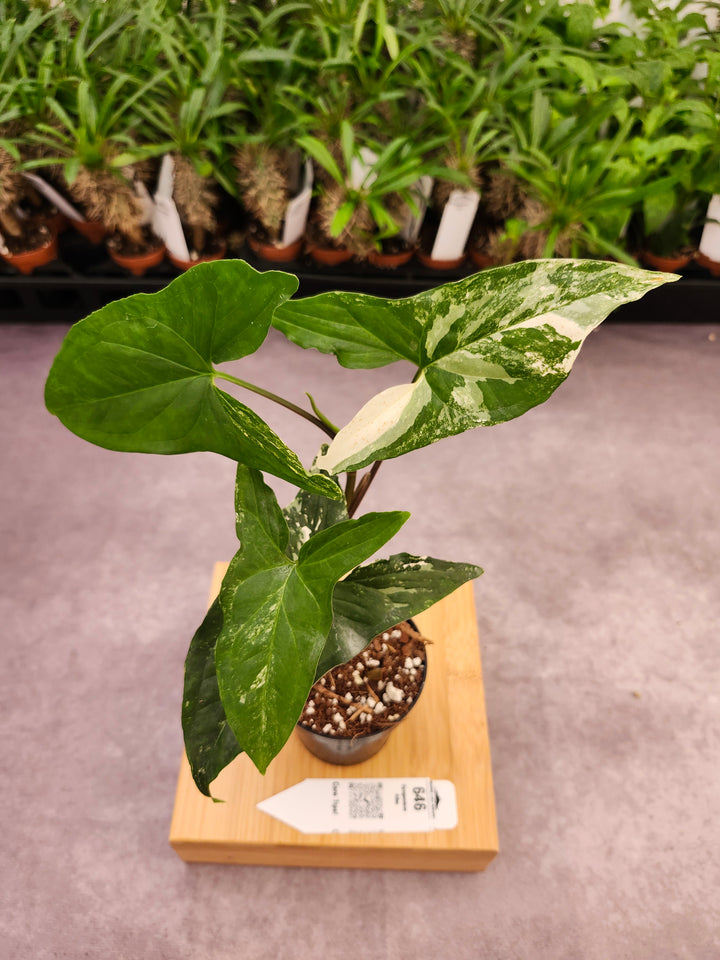Syngonium Albo (3in)-646