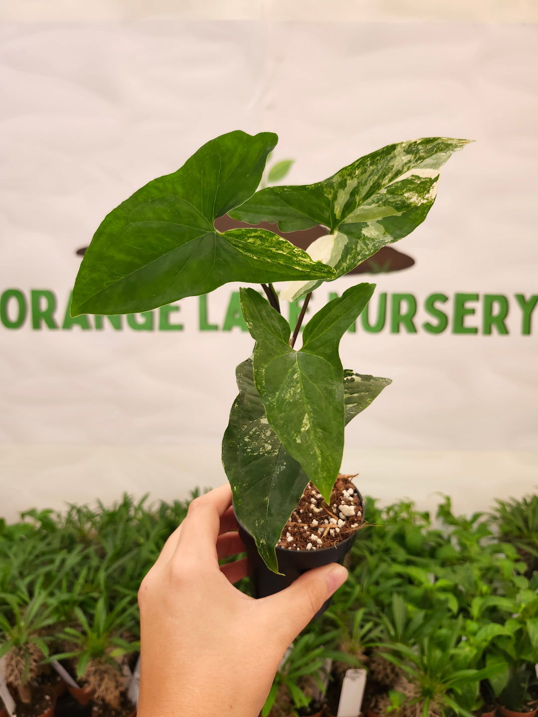 Syngonium Albo (3in)-646