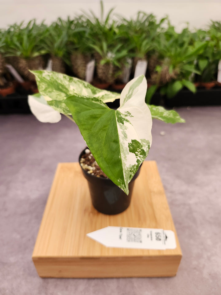 Syngonium Albo (3in)-650