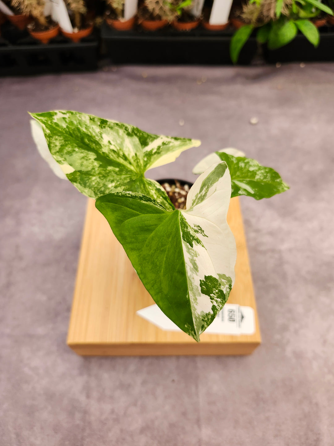 Syngonium Albo (3in)-650
