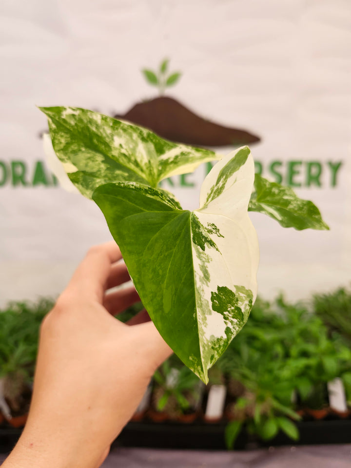 Syngonium Albo (3in)-650