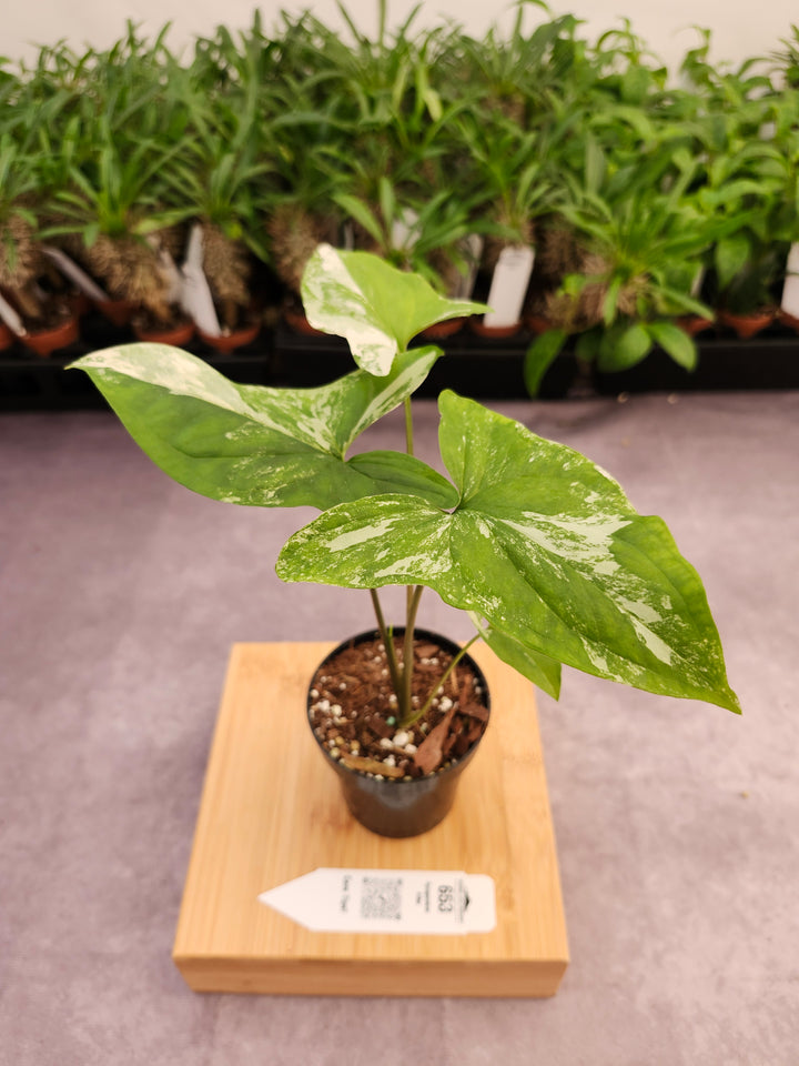 Syngonium Albo (3in)-653