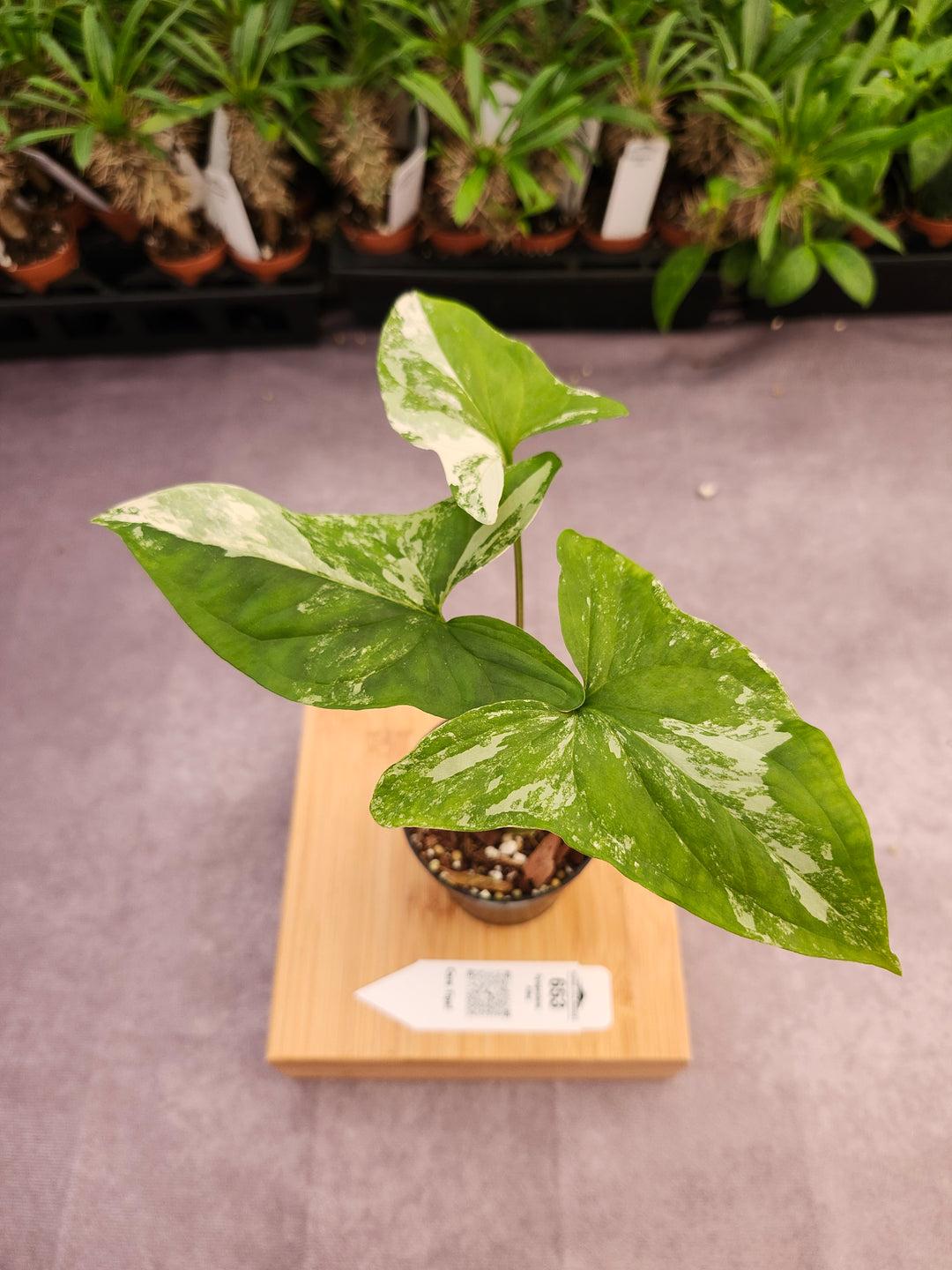 Syngonium Albo (3in)-653
