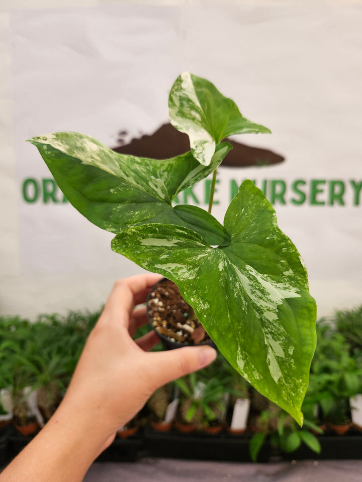 Syngonium Albo (3in)-653