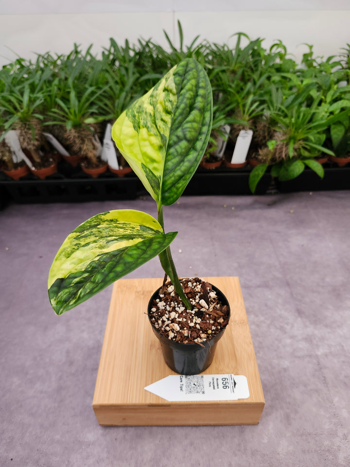 Monstera Variegated Peru (3in)-656