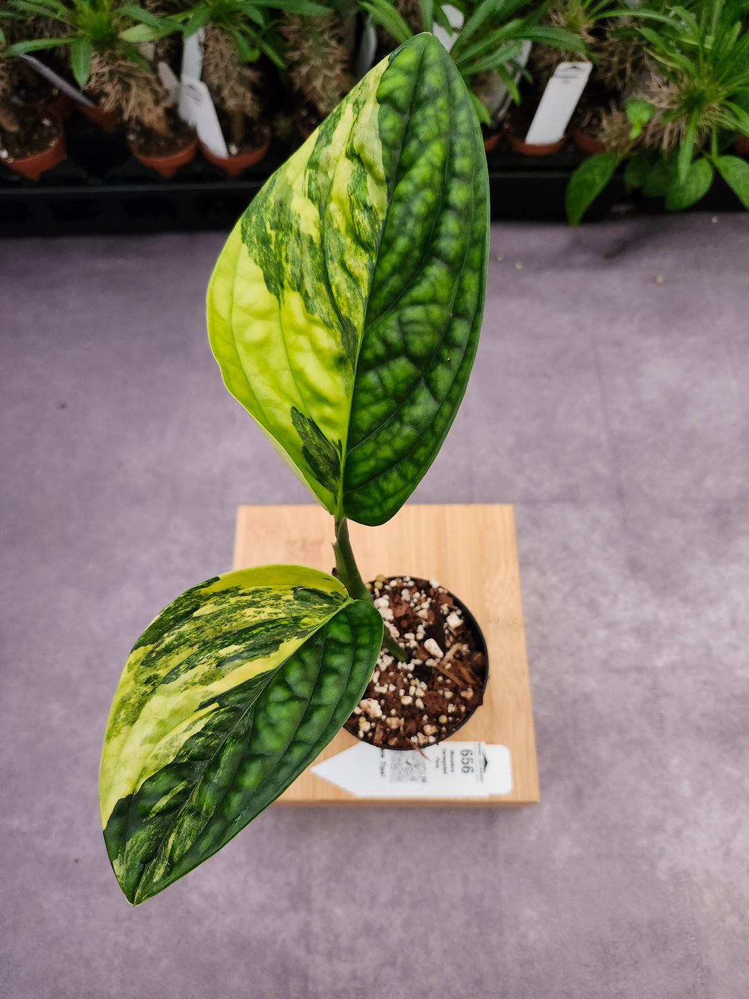 Monstera Variegated Peru (3in)-656