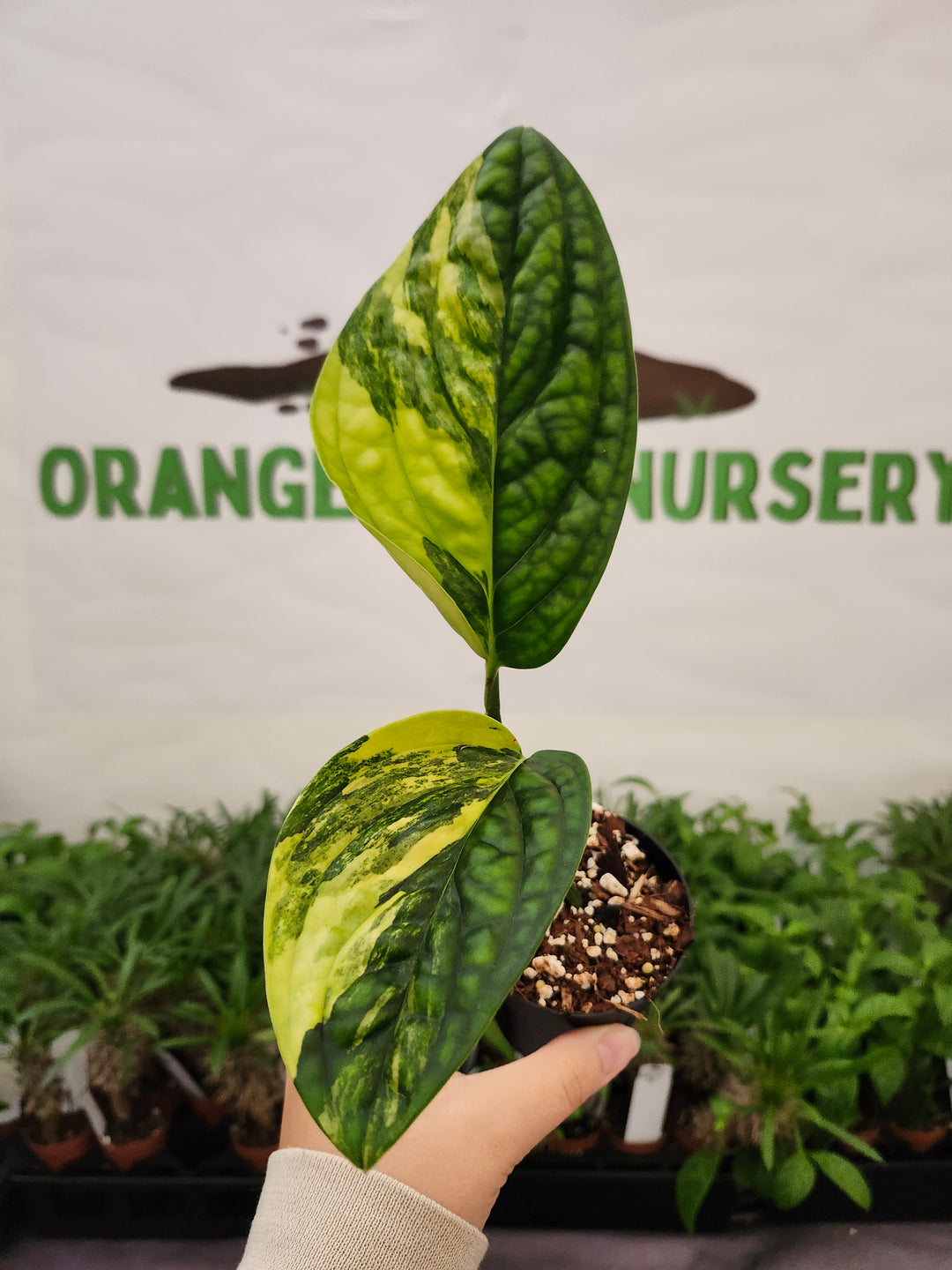 Monstera Variegated Peru (3in)-656