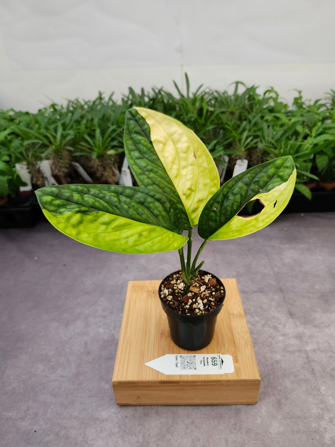 Monstera Variegated Peru (3in)-659